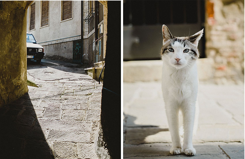 tuscany_panda_cat_dp